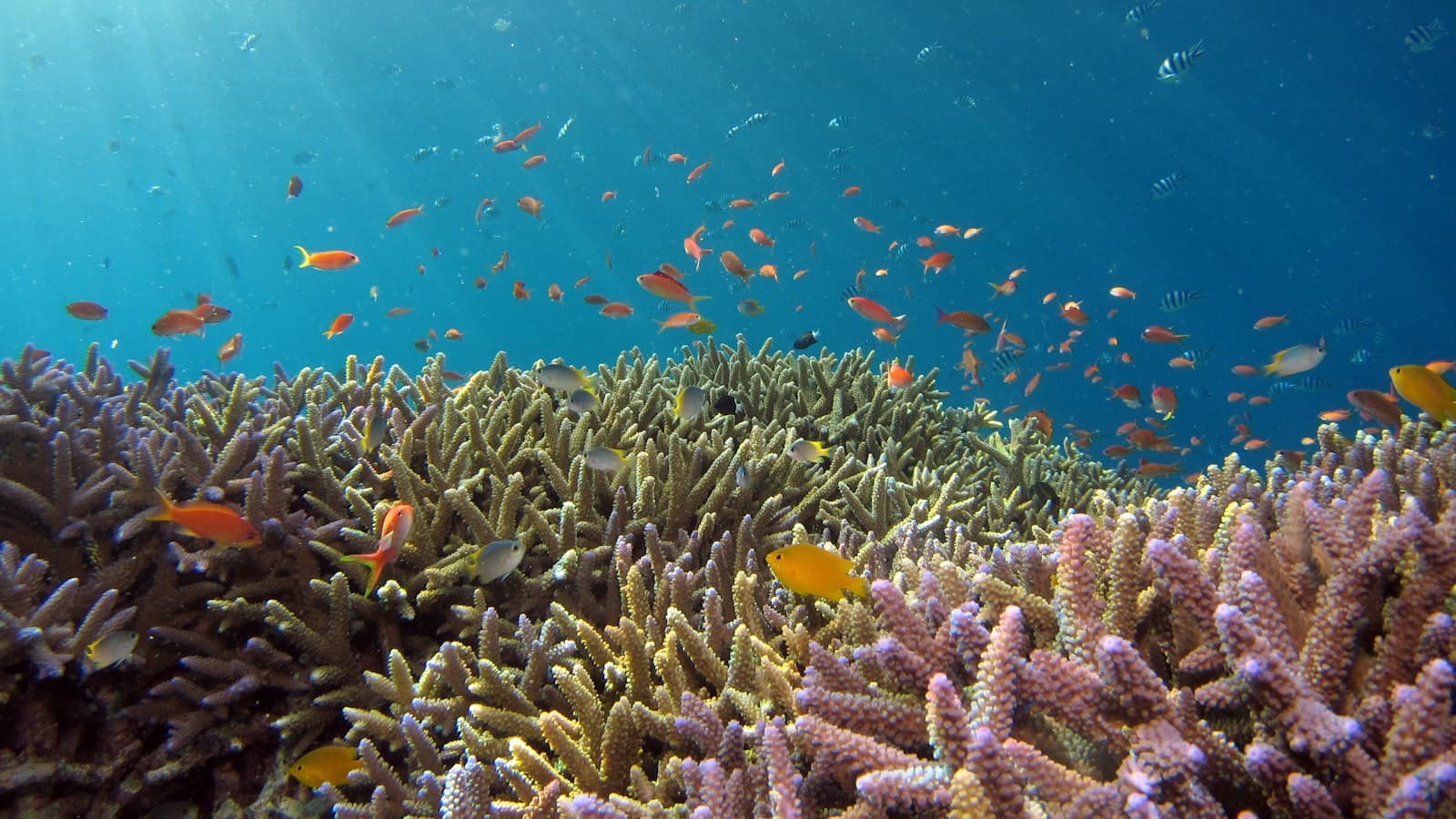 沖縄のサンゴ礁と、その上を泳ぐ色鮮やかな熱帯魚の群れ