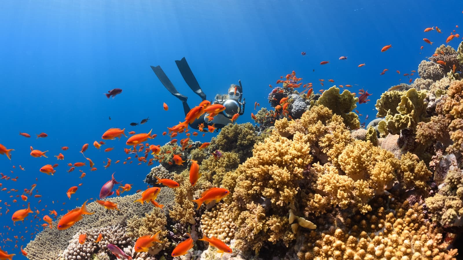 色鮮やかなサンゴ礁を泳ぐダイバーと魚の群れ