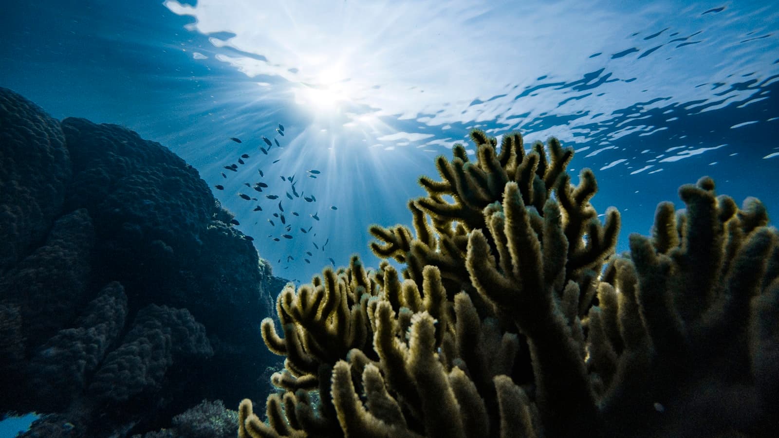 水面から差し込む光とサンゴ礁、その間を泳ぐ小さな魚の群れ