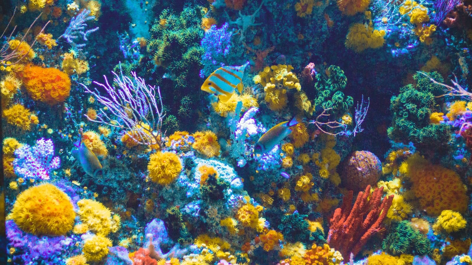 青の洞窟周辺に広がる色鮮やかなサンゴ礁