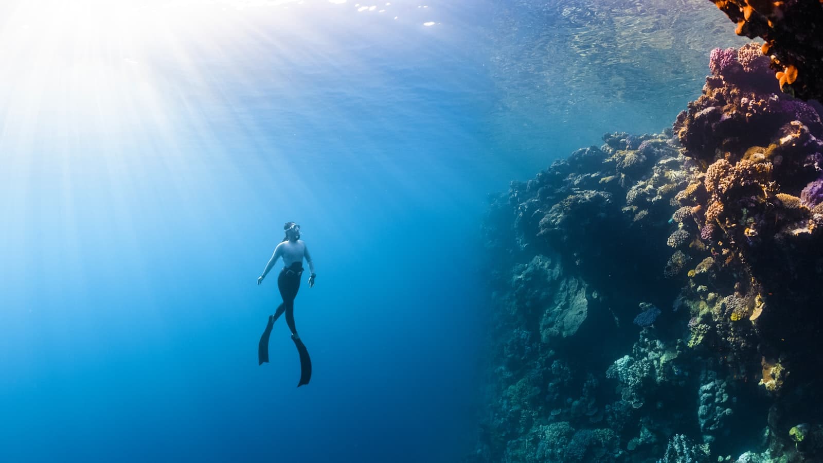 青い光が差し込む水中でサンゴ礁の脇を泳ぐダイバー