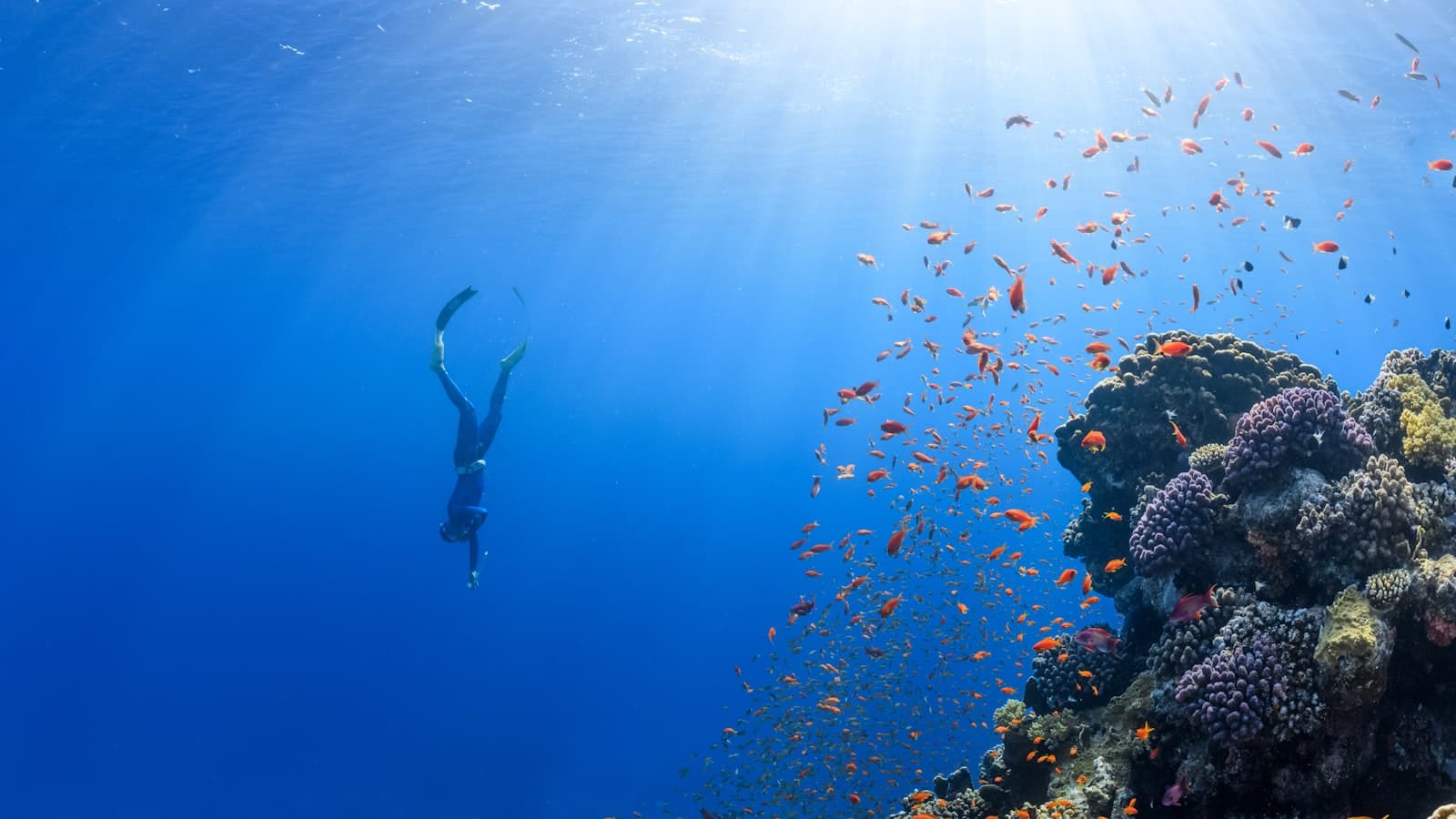 浅瀬のサンゴ礁を泳ぐダイバーと熱帯魚