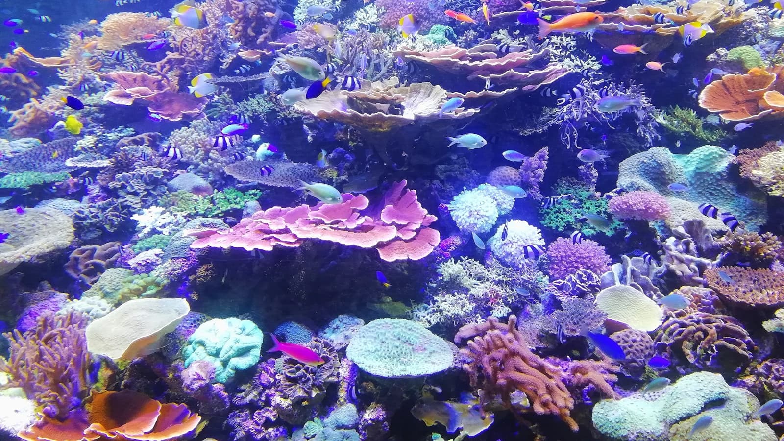 色とりどりのサンゴ礁の周りを泳ぐ熱帯魚の群れ