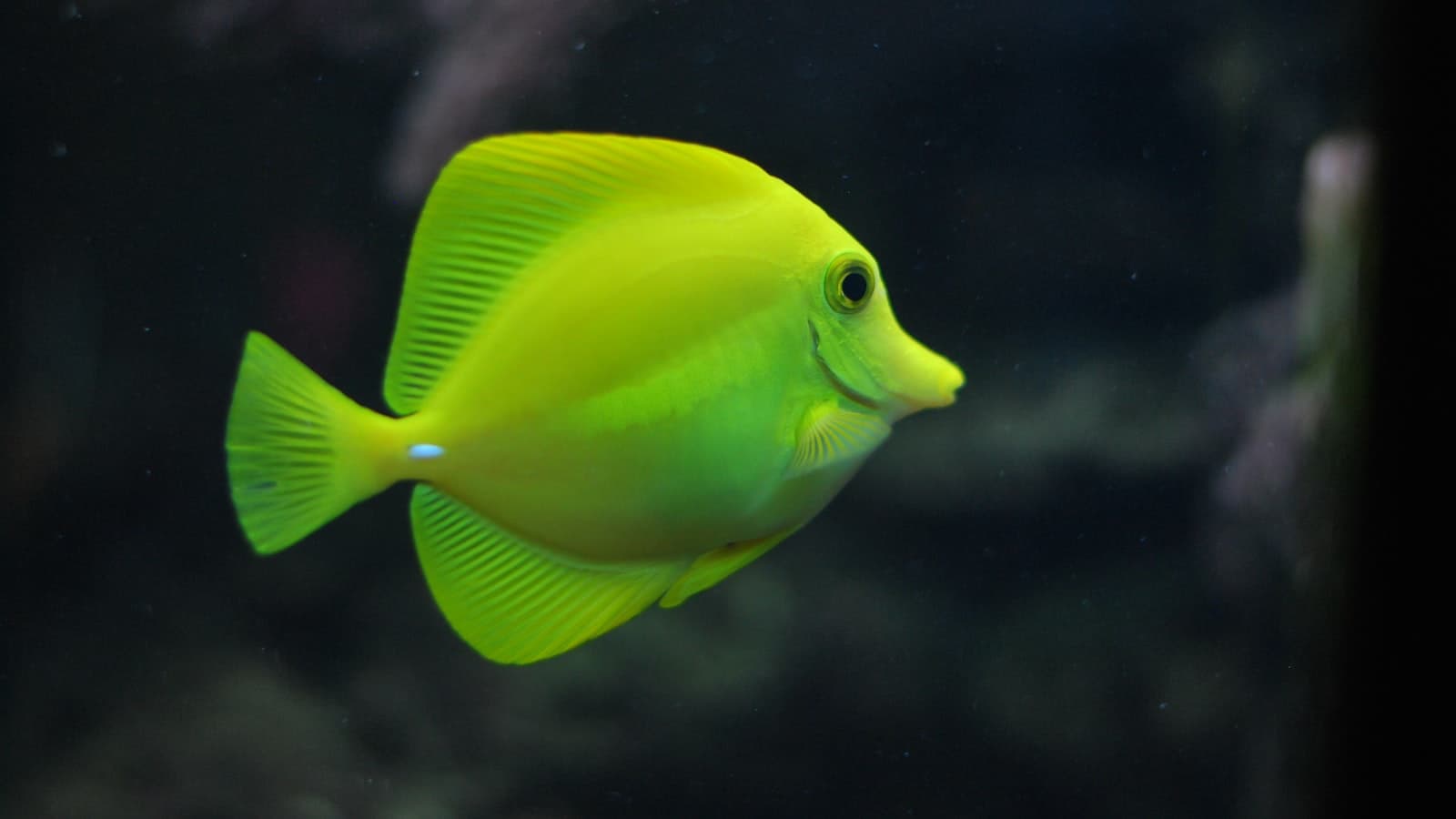 水中で群れる魚たち