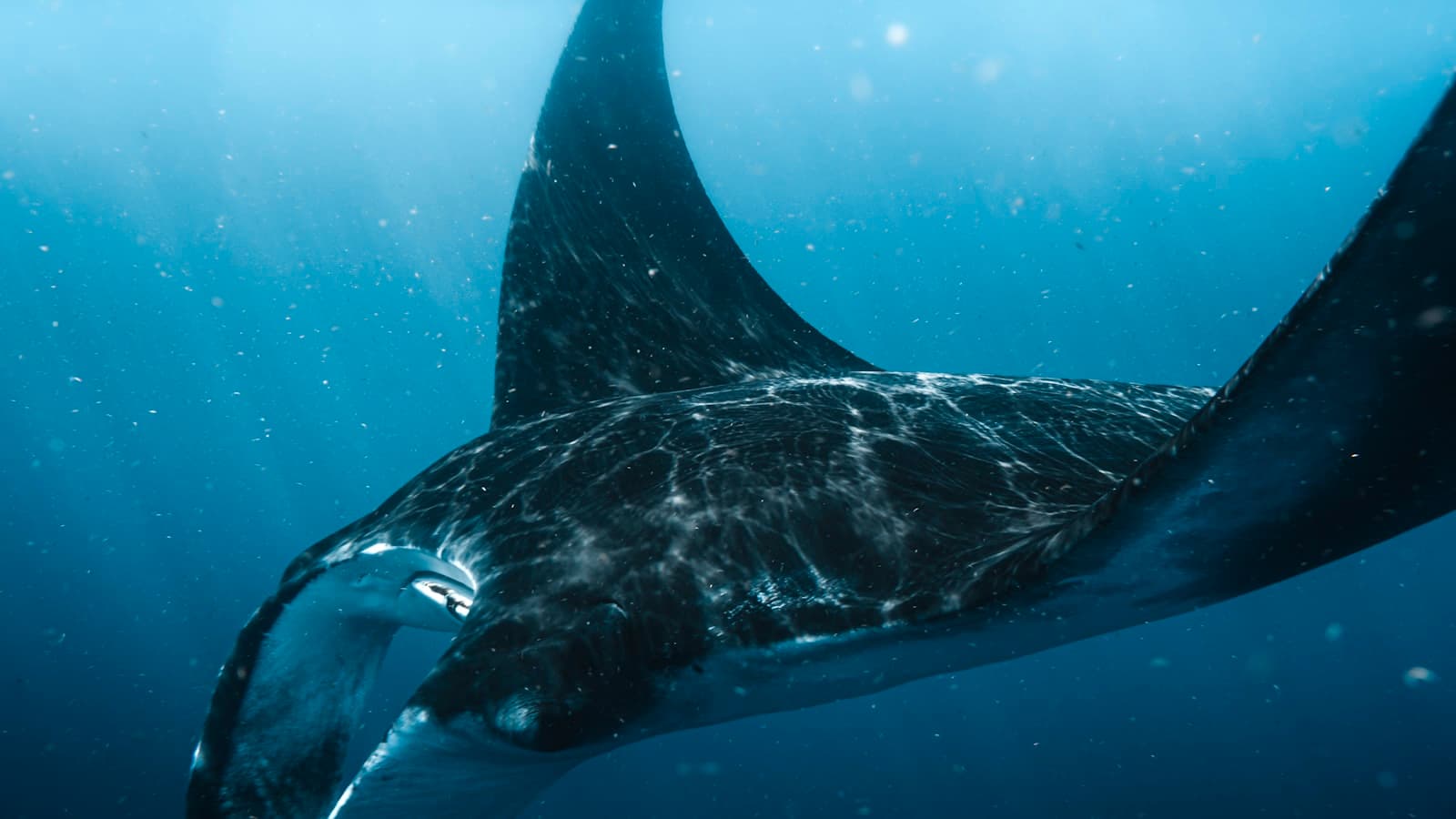 水中を優雅に泳ぐマンタ