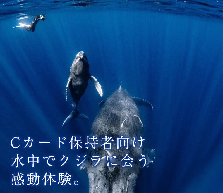 Cカード保持者向けのホエールスイム