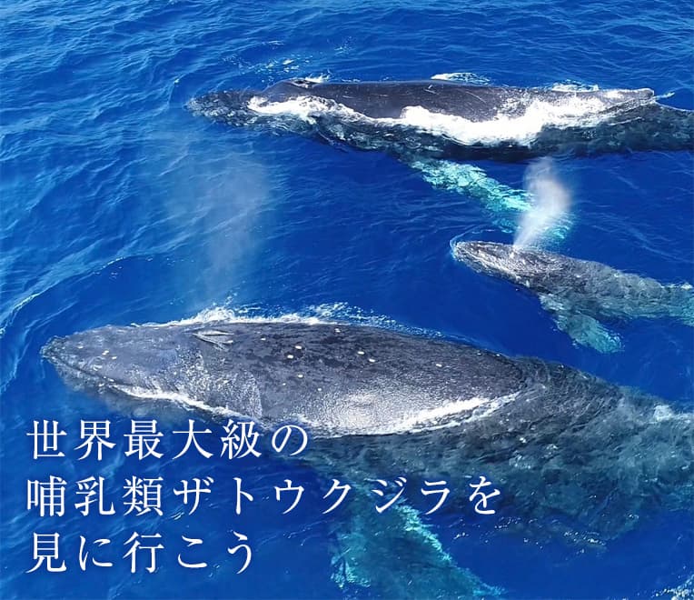 冬の沖縄で見られるザトウクジラ