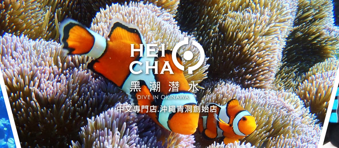 【取材】沖縄『黒潮潜水』中国語対応・インバウンド賞受賞・ダイビング/マーメイド/フリーダイビング3種対応の青の洞窟ショップ