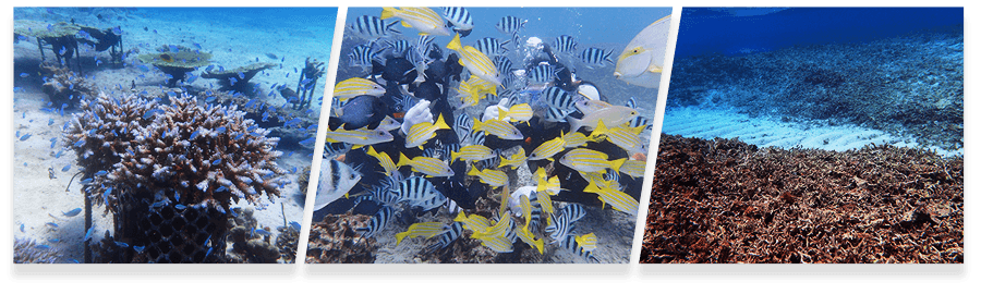 講習で潜る沖縄の海と魚の群れ