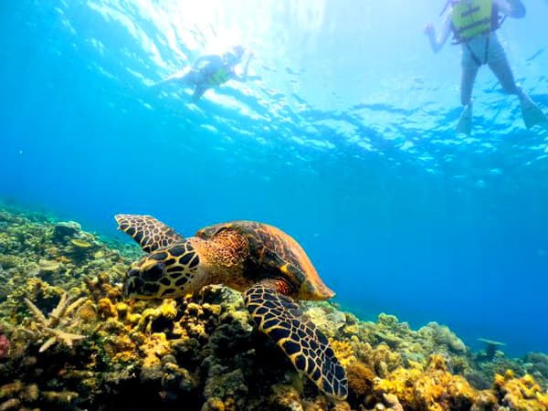 【恩納村瀬良垣】ウミガメシュノーケル GoPro撮影データ付き 2