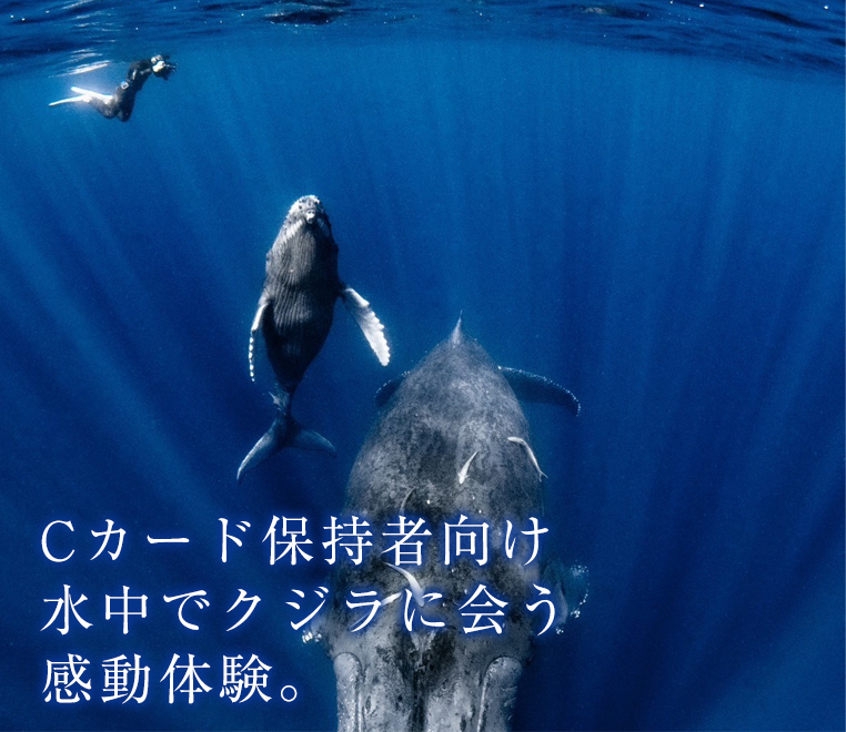 ディーズパルス沖縄のホエールスイム。クジラと泳ぐ体験